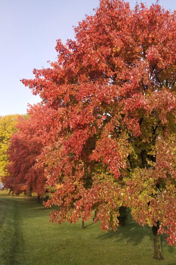 Maple, Sienna Glen®