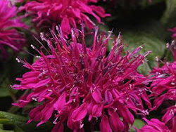 Bee Balm, Balmy Purple