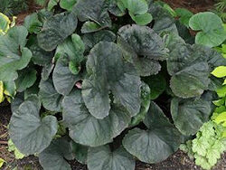 Ligularia, Midnight Lady