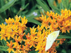 Milkweed (Butterfly), Butterfly Flower