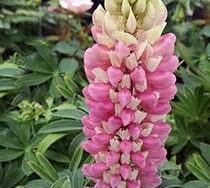 Lupine, Mini Gallery Pink Bicolor