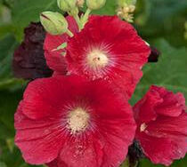 Hollyhock, Spotlight Mars Magic