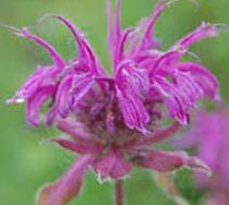 Bee Balm, Mojo