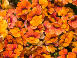 Nemesia, Assorted