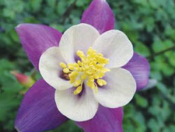Columbine, Songbird Nightingale