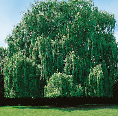 Weeping Willow Tristis Niobe A, Will Weeping Willow Grow In Shader 1