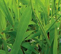 Grass, Northern Sea Oats