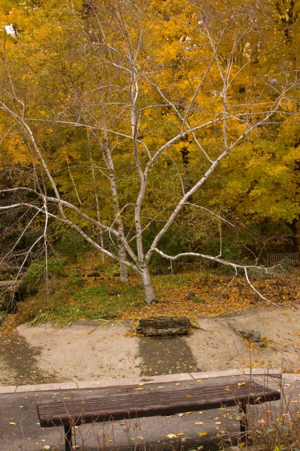Birch, Paper