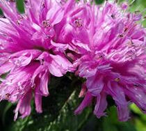 Bee Balm, Petite Delight