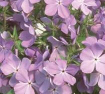Phlox (Woodland), Blue Moon