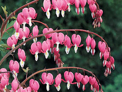 Bleeding Heart, Old Fashioned Pink