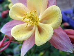 Columbine, Swan Pink and Yellow