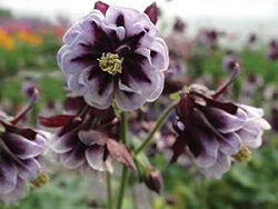 Columbine, Double Pleat Blackberry