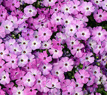 Phlox (Creeping), Plumtastic