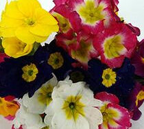 Primrose, Supernova Mix