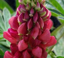 Lupine, Mini Gallery Red