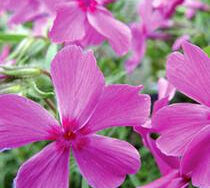 Phlox (Creeping), Red Wings
