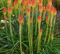 Red Hot Poker (Tritoma), Fire Dance