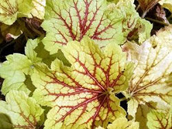 Coral Bells, Red Lightning