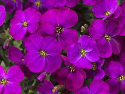 Rock Cress, Audrey Purple Shades