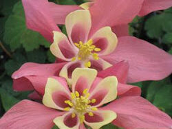 Columbine, Spring Magic Rose and Ivory