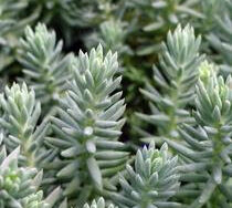 Stonecrop, Blue Spruce