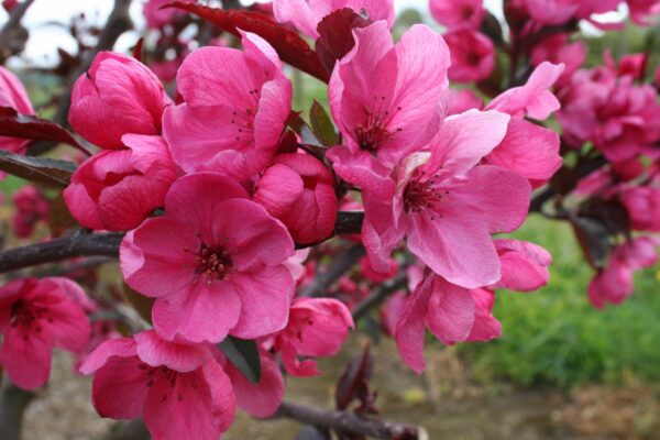 Crabapple, Show Time