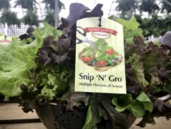 Lettuce, Snip N' Grow Salad Bowl