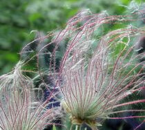 Geum, Prairie Smoke