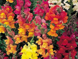 Snapdragon, Assorted