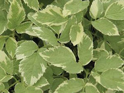 Snow on the Mountain