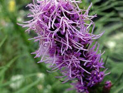 Liatris, Blazing Star