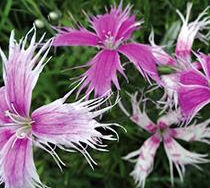 Dianthus, Fringed Pink Spooky Mix