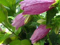 Bellflower, Spotted Cherry Bells
