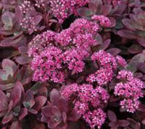 Stonecrop, SunSparkler Firecracker