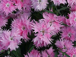 Dianthus, Fringed Pink Supra Pink