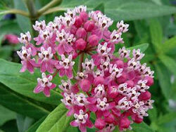 Milkweed (Swamp), Cinderella