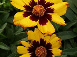 Coreopsis, Tickseed