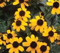 Black Eyed Susan