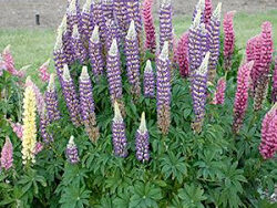 Lupine, Tutti Frutti Mix