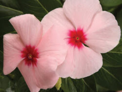 Vinca, Apricot