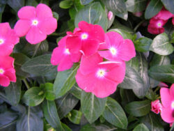 Vinca, Cherry