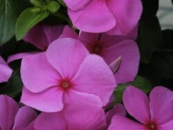 Vinca, Grape/Lilac