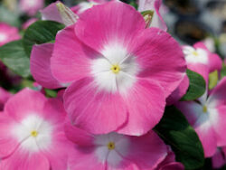 Vinca, Pink