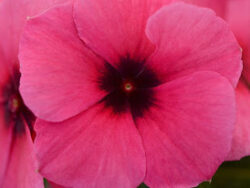 Vinca, Raspberry