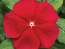 Vinca, Red