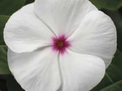 Vinca, White/Red Eye
