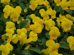 Viola, Yellow