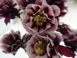 Columbine, Winky Double Red-White
