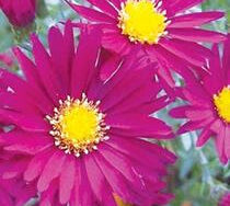 Aster, Winston Churchill